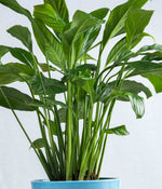 Peace Lily in Tall Ceramic Planter