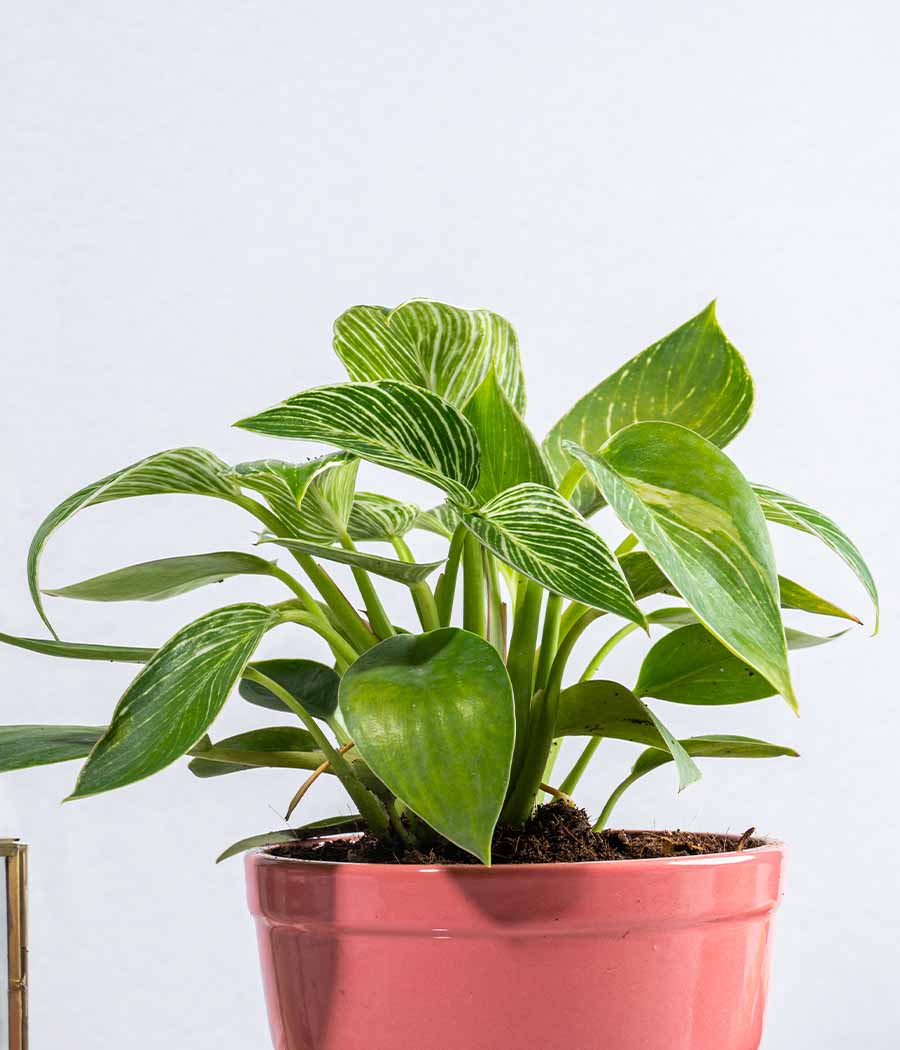 Philodendron Birkin in Tall Ceramic Planter
