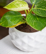 Philodendron Birkin in Round Ceramic  - Handcrafted