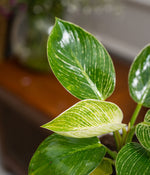 Philodendron Birkin in Round Ceramic  - Handcrafted