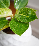Philodendron Birkin in Round Ceramic  - Handcrafted
