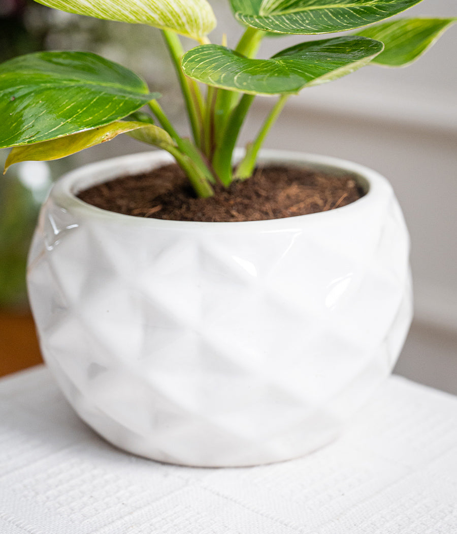 Philodendron Birkin in Round Ceramic  - Handcrafted