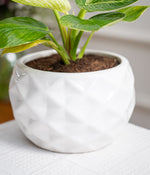 Philodendron Birkin in Round Ceramic  - Handcrafted