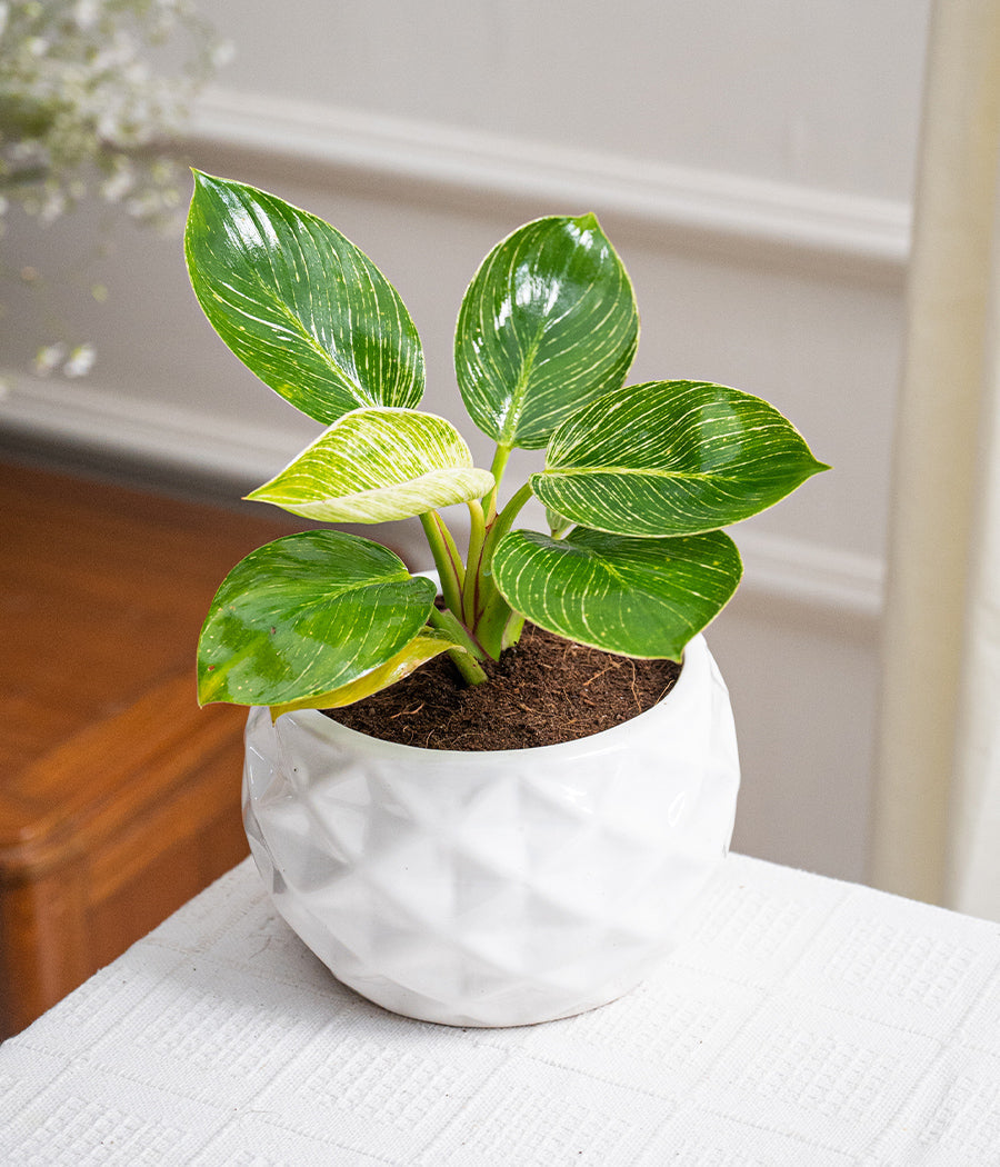 Philodendron Birkin in Round Ceramic  - Handcrafted