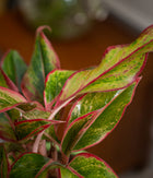 Aglaonema Lipstick in Ceramic Planter