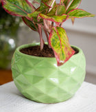 Aglaonema Lipstick in Ceramic Planter