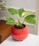 Philodendron Birkin in Round  - Handcrafted