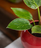 Philodendron Birkin in Round  - Handcrafted