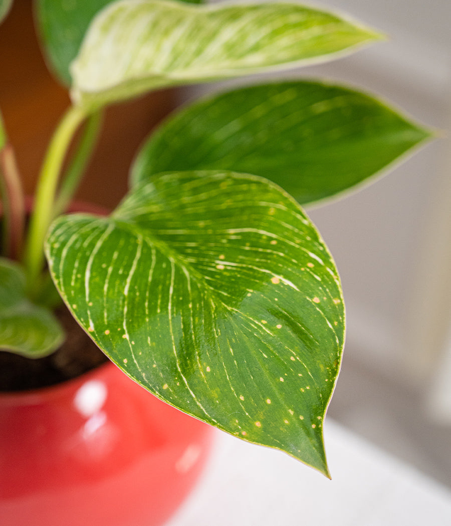Philodendron Birkin in Round  - Handcrafted