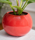 Philodendron Birkin in Round  - Handcrafted