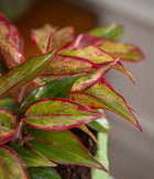 Aglaonema Lipstick in Lotus Ceramic  - Handcrafted