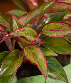 Aglaonema Lipstick in Lotus Ceramic  - Handcrafted
