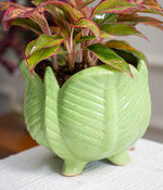 Aglaonema Lipstick in Lotus Ceramic  - Handcrafted