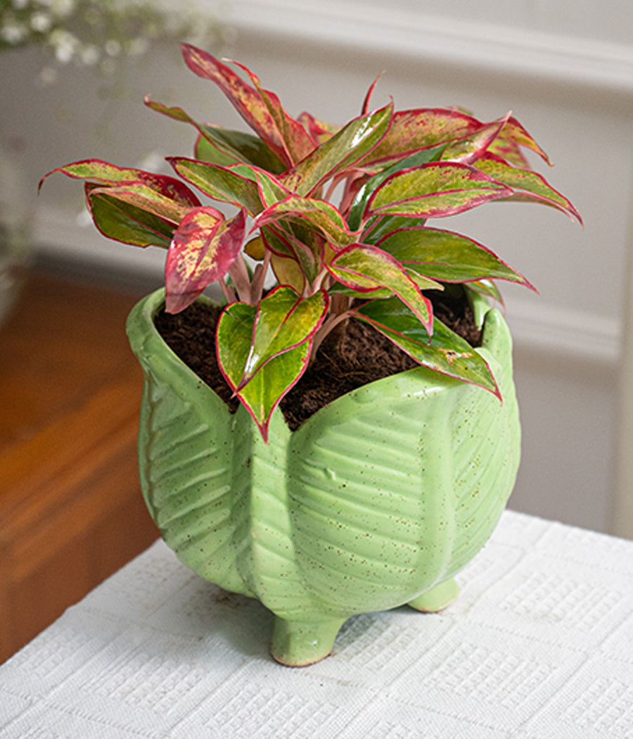 Aglaonema Lipstick in Lotus Ceramic  - Handcrafted