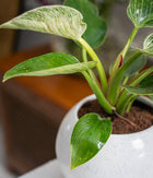 Philodendron Birkin in Round  - Handcrafted