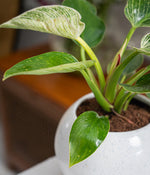 Philodendron Birkin in Round  - Handcrafted