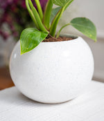 Philodendron Birkin in Round  - Handcrafted