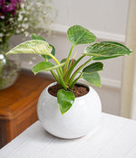 Philodendron Birkin in Round  - Handcrafted