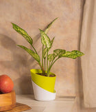 Aglaonema Snow White in Self Watering Planter