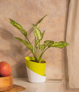Aglaonema Snow White in Self Watering  - Handcrafted