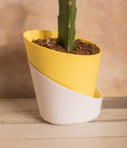 Moon Cactus in Self Watering Planter