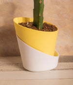 Moon Cactus in Self Watering Planter
