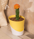 Moon Cactus in Self Watering Planter