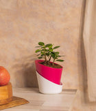 Ficus Compacta in Self Watering Planter