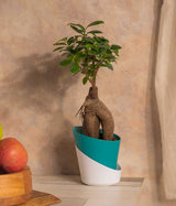 Ficus Bonsai in Self Watering Planter