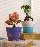 Set of 2: Aglaonema Valentine + Ficus Bonsai in Matte Planters