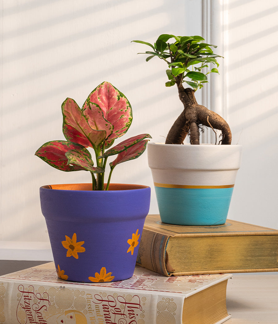 Set of 2: Aglaonema Valentine + Ficus Bonsai in Matte Planters