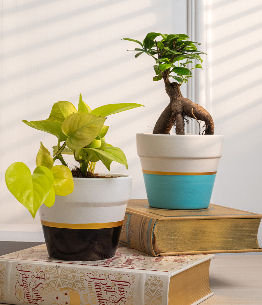 Set of 2: Money Plant + Ficus Bonsai in Matte Ceramic Planters