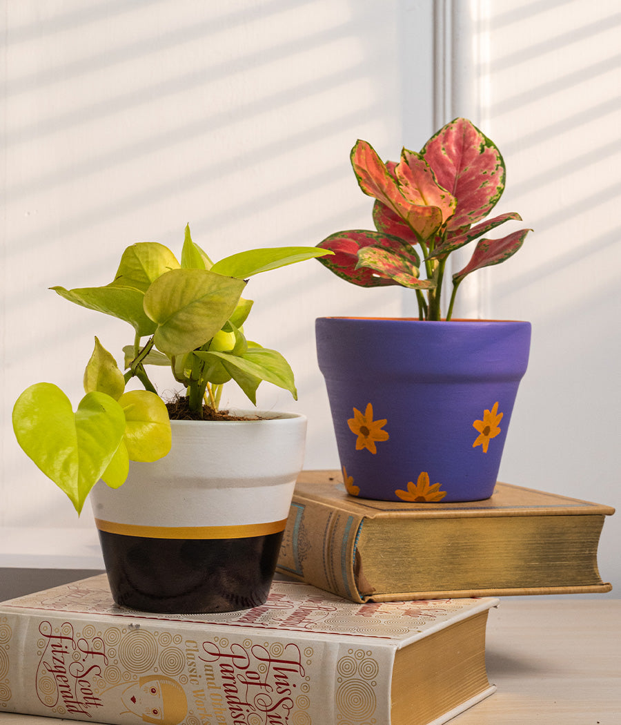 Set of 2: Aglaonema Valentine + Money Plant in Matte Planters