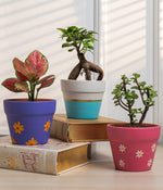 Set of 3: Aglaonema+Money Plant+Jade in matte planters