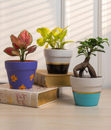 Set of 3: Aglaonema Valentine + Money Plant + Ficus Bonsai in Matte Planters