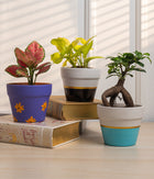 Set of 4: Aglaonema Valentine + Money Plant + Jade Plant + Ficus Bonsai in Matte Planters