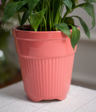 Peace Lily in Tall Rose Ceramic Planter