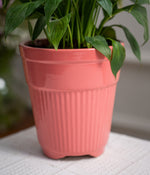 Peace Lily in Tall Rose Ceramic Planter