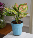 Aglaonema Pink in Tall Blue Ceramic Planter