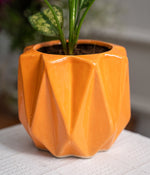 Aglaonema Snow White in Spiked Ceramic Planter