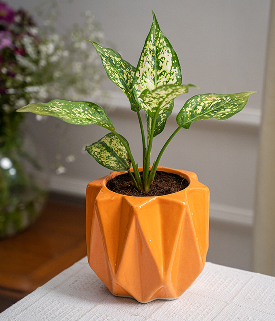 Aglaonema Snow White in Spiked Ceramic Planter