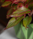 Aglaonema Lipstick in Spiked Ceramic Planter