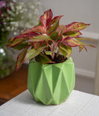 Aglaonema Lipstick in Spiked Ceramic Planter