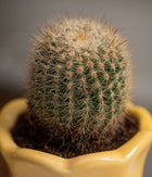 Ball Cactus in Baby Ceramic Pot