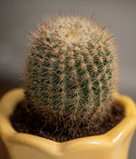 Ball Cactus in Baby Ceramic Pot