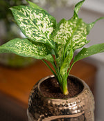 Aglaonema Snow in Buddha Ceramic Planter