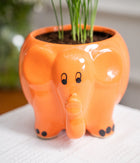 Chamaedorea Elegans in Elephant Ceramic Pot