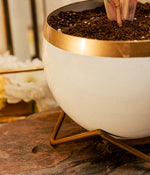 Aglaonema Pink in White Gold Metal Planter with Stand