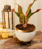 Aglaonema Pink in White Gold Metal Planter with Stand