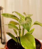 Philodendron Birkin in Red Metal Planter with Stand